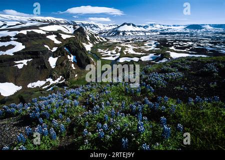 Lupinenfeld und die Okmok-Caldera auf Umnak Island, Alaska, USA; Umnak Island, Aleutian Islands, Alaska, Vereinigte Staaten von Amerika Stockfoto