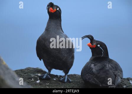 Paar Haubenauklets (Aethia cristatella); Pribilof-Inseln, Aleutische Inseln, Alaska, Vereinigte Staaten von Amerika Stockfoto