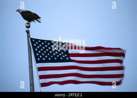 Der Weißkopfseeadler (Haliaeetus leucocephalus) sitzt auf einem Fahnenmast über einer flatternden amerikanischen Flagge; Alaska, Vereinigte Staaten von Amerika Stockfoto