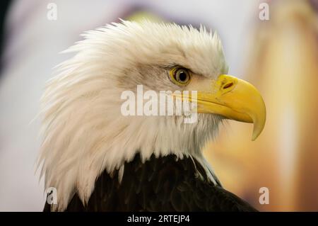 Porträt eines Weißkopfadlers (Haliaeetus leucocephalus) im Raptor Rehabilitation Center in Sitka, Alaska, USA; Sitka, Alaska, Vereinigte Staaten von Amerika Stockfoto