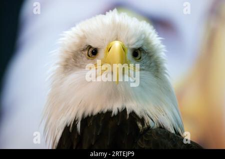 Porträt eines Weißkopfadlers (Haliaeetus leucocephalus) im Raptor Rehabilitation Center in Sitka, Alaska, USA; Sitka, Alaska, Vereinigte Staaten von Amerika Stockfoto