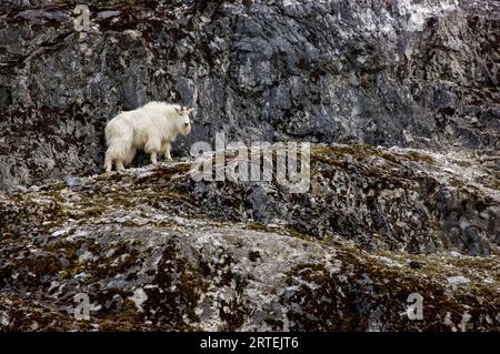 Bergziege (Oreamnos americanus) auf einer Klippe im Glacier Bay National Park and Preserve in Alaska, USA; Alaska, Vereinigte Staaten von Amerika Stockfoto