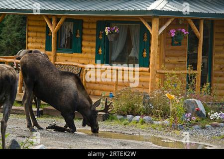 Elche (Alces alces) beugt sich auf dem Knie, um aus einer Pfütze zu trinken; Homer, Alaska, Vereinigte Staaten von Amerika Stockfoto
