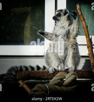 Katta Zoo von Calgary Alberta Stockfoto