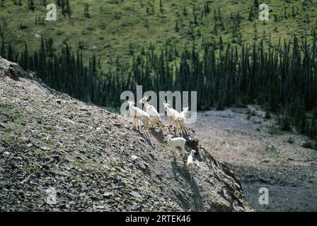 Bergziegen (Oreamnos americanus) auf einem felsigen Berghang im Yukon-Territorium, Kanada; Yukon-Territorium, Kanada Stockfoto