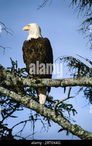 Weißkopfseeadler (Haliaeetus lucocephalus alascensis) thront auf einem Zweig im Alaska Chilkat bald Eagle Preserve, Chilkat River, Alaska, USA Stockfoto