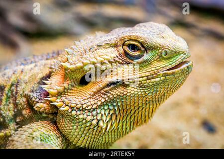 Nahaufnahme eines bärtigen Drachen (Pogona sp.) In einem Zoo, Bangkok, Thailand Stockfoto