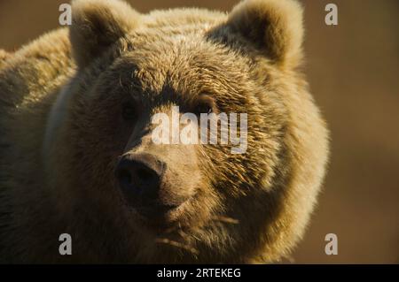 Porträt eines sibirischen Braunbären (Ursus arctos beringianus) in der Sonne; Kronotsky Zapovednik, Kamtschatka, Russland Stockfoto