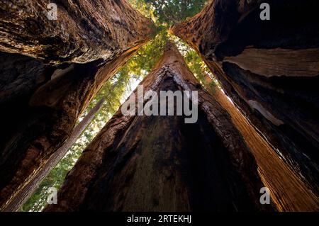 Stämme von Riesenmammutbäumen (Sequoiadendron giganteum) mit Blick auf die Baumkronen im Sequoia National Park, Kalifornien, USA Stockfoto
