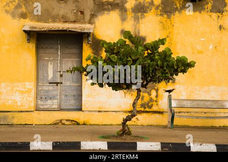 Straßenszene mit einem Vogel, einer Bank, einem Baum und einer Tür; Puducherry, Tamil Nadu, Indien Stockfoto