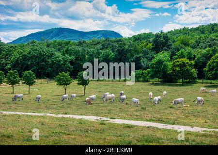 Ungarisches Grauvieh weidet im Balaton-Bergland, Ungarn Stockfoto