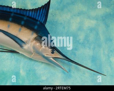 Gefüllter Marlin hängt an einer Wand an einem Yachthafen; Port Antonio, Jamaika Stockfoto