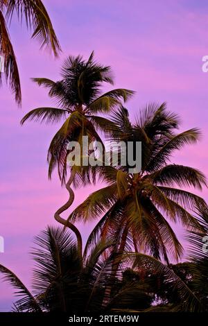 Seltsam geschwungene Palme vor einem violetten Sonnenuntergang; Pigeon Point, Tobago, Republik Trinidad und Tobago Stockfoto