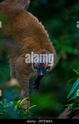 Porträt eines Lemurs in einem Baum; M'Bouzi Island, Mayotte, Mosambik Stockfoto