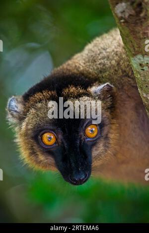 Porträt eines Lemur; M'Bouzi Island, Mayotte, Mosambik Stockfoto