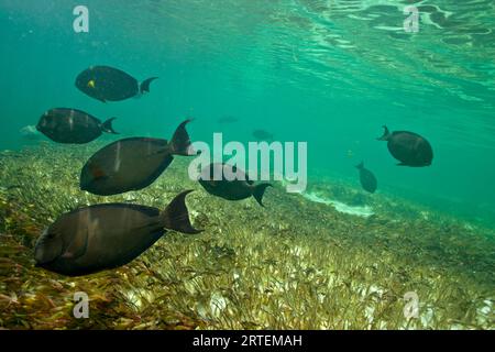 Rifffische schwimmen im Riff im Indischen Ozean vor Aldabra Island; Aldabra Island, Seychellen Stockfoto