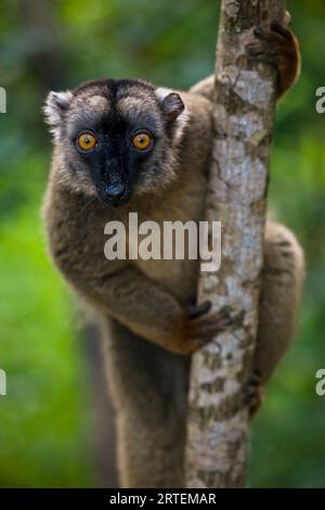 Porträt eines Lemurs in einem Baum; M'Bouzi Island, Mayotte, Mosambik Stockfoto