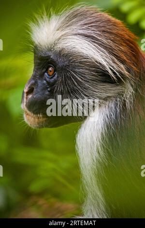 Seitenporträt eines Roten Kolobus-Affen (Piliocolobus kirkii); Tansania Stockfoto