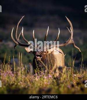 Großer Kaiserlicher Rocky Mountain Bulle Elch - cervus canadensis - Lippenlockern auf der Wiese während des Herbst Elch rut Rocky Mountain National Park, Colorado Stockfoto