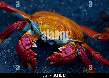 Sally Lightfoot Crab (Grapsus grapsus) auf einem Felsen auf Floreana Island in den Galapagos; Floreana Island, Galapagos Islands, Ecuador Stockfoto