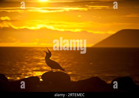 Silhouette eines blaufüßigen Booby (Sula nebouxii) an der Küste bei Sonnenuntergang; North Seymour Island, Galapagos, Ecuador Stockfoto