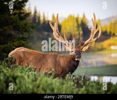 Rocky Mountain Bulle Elch - cervus canadensis - steht breit auf hochalpiner Wiese im Sommer mit Morgensonne in Rocky Mountain Nation Stockfoto