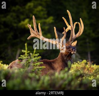 Rocky Mountain Bulle Elch - cervus canadensis - steht breit auf hochalpiner Wiese im Sommer mit Morgensonne in Rocky Mountain Nation Stockfoto