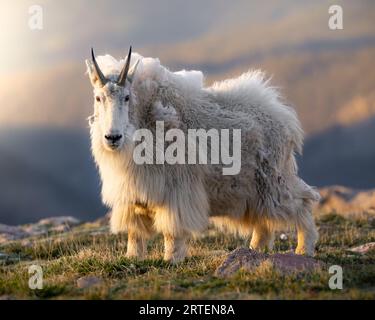 Bergziege - Oreamnos americanus - stehend in der Abendsonne Mount Blue Sky, Colorado Stockfoto