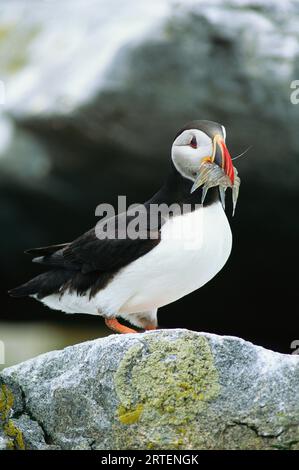 Puffin (Fratercula sp.) Mit einem Fang von kleinen Fischen in der Rechnung; Machias Seal Island, Maine, Vereinigte Staaten von Amerika Stockfoto