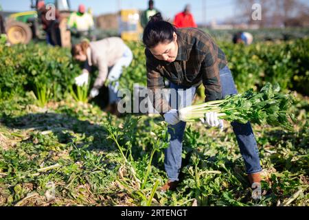 Frau, die Sellerie auf dem Gemüsefeld erntet Stockfoto
