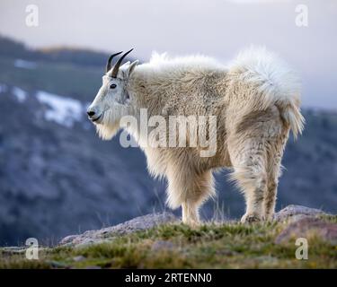 Bergziege - Oreamnos americanus - stehen am Felsvorsprung mit Bergen im Hintergrund Mount Blue Sky, Colorado Stockfoto