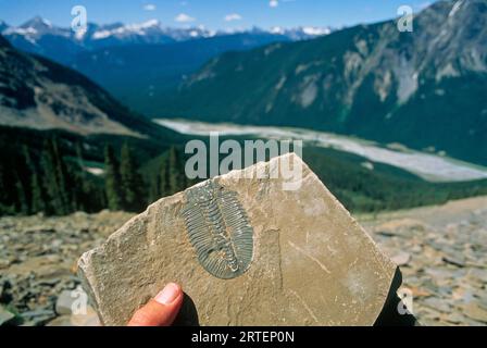 Hand mit einem von vielen Trilobiten-Fossilien, die im Yoho National Park Burgess Shale in British Columbia, Kanada gefunden wurden Stockfoto