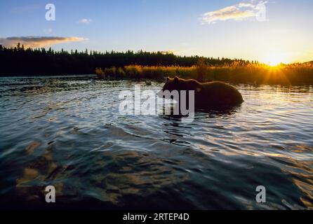 Silhouette eines Grizzlybären (Ursus arctos horribilis) im Wasser, Brooks Camp, Katmai National Park and Preserve, Alaska, USA Stockfoto