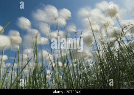 Wie Flecken weißer Wolken bewegen sich die alternden Blüten der Löwenzahn, die noch immer im Dreck verwurzelt sind, mit dem Wind, Ivvavik Nationalpark, Yukon Territory, CA... Stockfoto