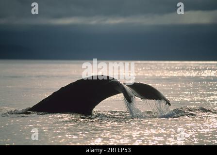 Buckelwal (Megaptera novaeangliae) blitzt über dem Wasser, während er während einer Futterfahrt im Frederick Sound in Alaska nach Krill taucht Stockfoto