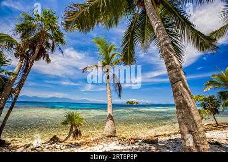 Palmen am Strand mit Blick auf das türkisfarbene Karibische Meer; Water Cay, Utila, Honduras Stockfoto