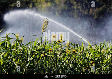 Ein Bewässerungssystem bewässert ein Sonnenblumenfeld. Nebraska. Stockfoto