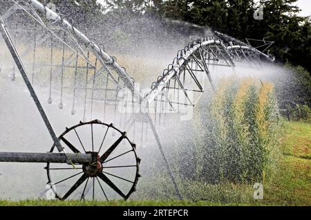 Ein Bewässerungssystem bewässert ein Sonnenblumenfeld. Nebraska. Stockfoto