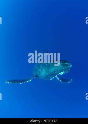 Hawaii, Maui, Buckelwal (Megaptera Novaeangliae) Im Ozean Unter Wasser. Stockfoto