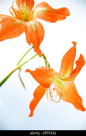 Hawaii, Kauai, Tiger Lily. Stockfoto