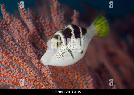 Filefish imitieren, Paraluteres prionurus, imitieren den hochgiftigen Pufferfish Saddled Puffer, Canthigaster valentini, von Sea Fan, Jetty Tauchplatz, Pada Stockfoto