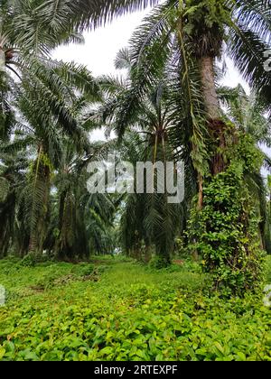 Lebendige grüne Vegetationslandschaft auf der Plantage. Stockfoto