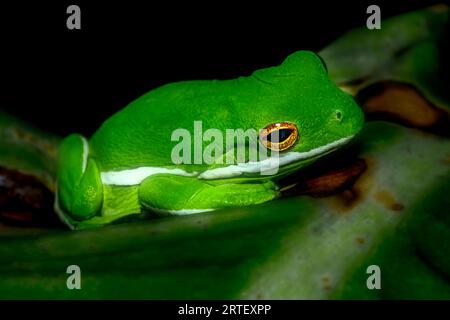 Florida Tree Frog sitzt auf grünem Blatt Stockfoto