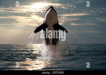 Killerwal (Orcinus Orca), der in der Abenddämmerung direkt aus dem Wasser in die Luft springt; Alaska, Vereinigte Staaten von Amerika Stockfoto