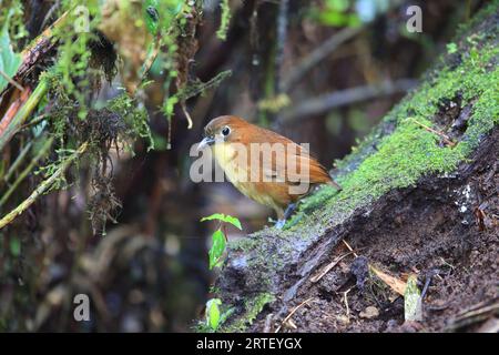 Die Gelbbrüstige Antpitta (Grallaria flavotincta) ist eine Vogelart aus der Familie der Grallariidae. Dieses Foto wurde in Ecuador aufgenommen. Stockfoto