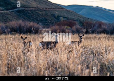 USA, Idaho, Bellevue, drei posieren auf der Wiese Stockfoto