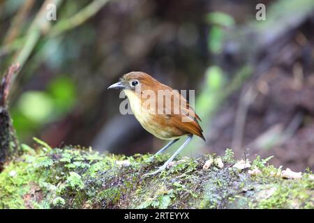 Die Gelbbrüstige Antpitta (Grallaria flavotincta) ist eine Vogelart aus der Familie der Grallariidae. Dieses Foto wurde in Ecuador aufgenommen. Stockfoto