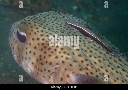 Schlanke Saugfische, Echeneis naucrates, auf Stachelmakrelen, Diodon hystrix, Tauchplatz an Jetty, Padangbai, in der Nähe von Candidasa, Bali, Indonesien Stockfoto