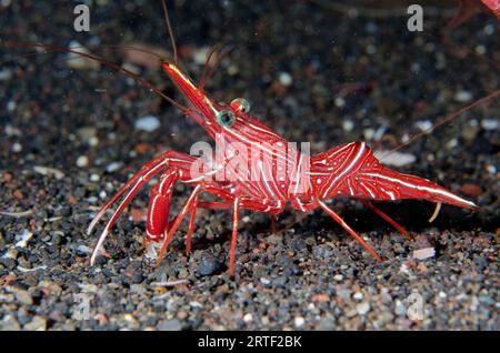 Dancing Shrimp, Rhynchocinetes durbanensis, Amed Beach Tauchplatz, Amed, Karangasem, Bali, Indonesien Stockfoto