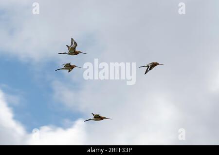 Uferschnepfe im Flug Stockfoto